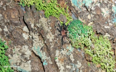 Psalmopoeus irminia 1 cm tarantula